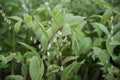 Angular Solomons seal Polygonatum odoratum Variegatum, flowering